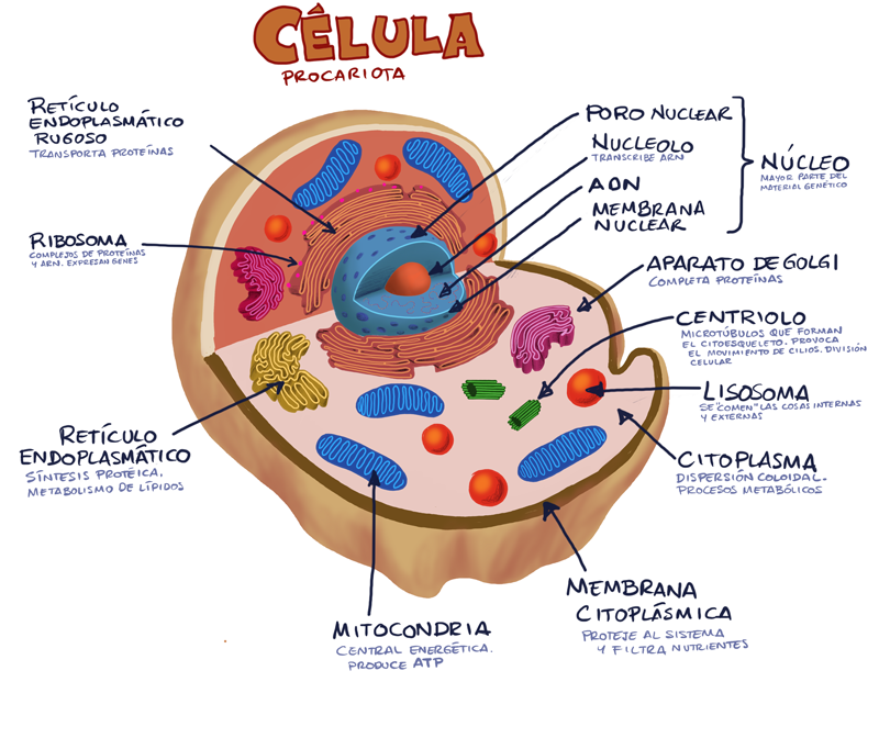 Célula